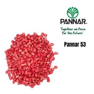 Pannar Seed Maize 53