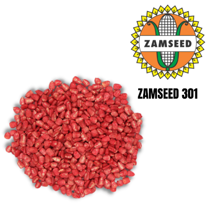 Zamseed Seed Maize 301